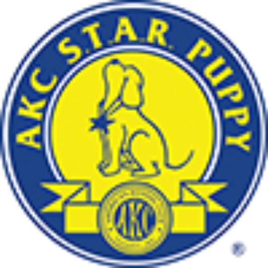 AKC Star Puppy AKC Star Puppy